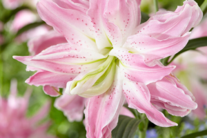 Лилия Лотус Элеганс <br>(Lotus elegance)