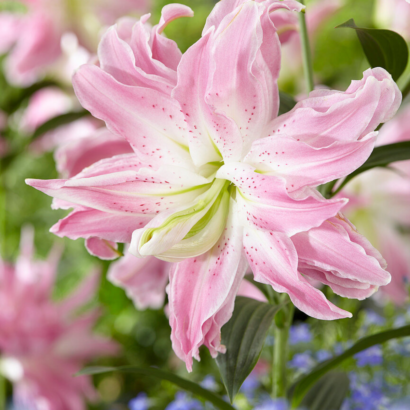 Лилия Лотус Элеганс <br>(Lotus elegance)