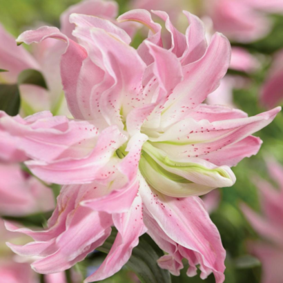 Лилия Лотус Элеганс <br>(Lotus elegance)