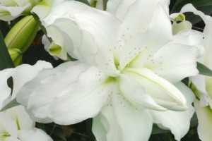 Лилия Лотус пьюр (lotus pure) купить саженцы в Новосибирске.