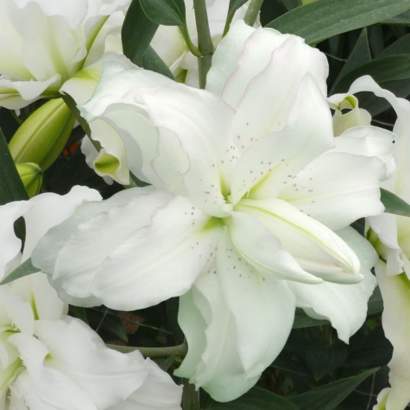 Лилия Лотус пьюр (lotus pure) купить саженцы в Новосибирске.