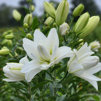Лилия Лотус пьюр <br> (lotus pure)