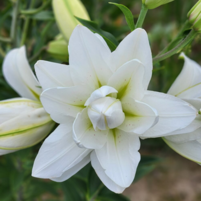 Лилия Лотус пьюр <br> (lotus pure)