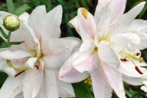 Лилия Лотус пьюр <br> (lotus pure)