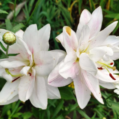 Лилия Лотус пьюр <br> (lotus pure)