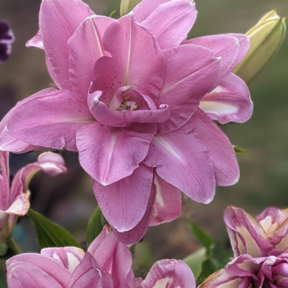 Лилия Лотус Уандер <br>(Lotus Wonder)