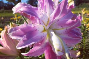 Лилия Лотус Уандер <br>(Lotus Wonder)