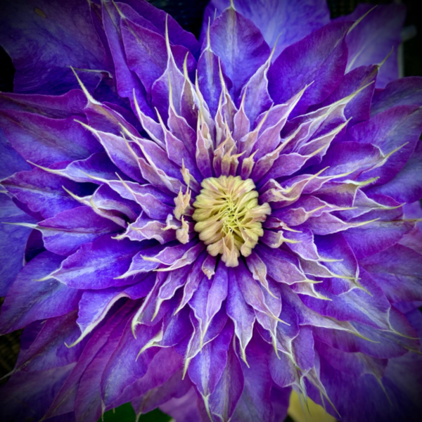 Клематис Мульти Блю (Multi Blue)