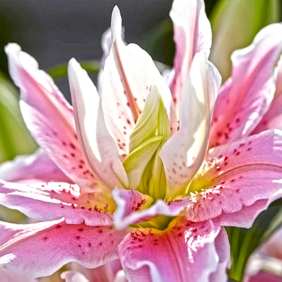 Лилия Роузлили Наталия<br> (Roselily Natalia)