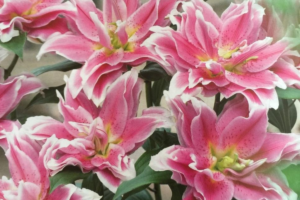 Лилия Роузлили Наталия (Roselily Natalia) купить Саженцы в Новосибирске.