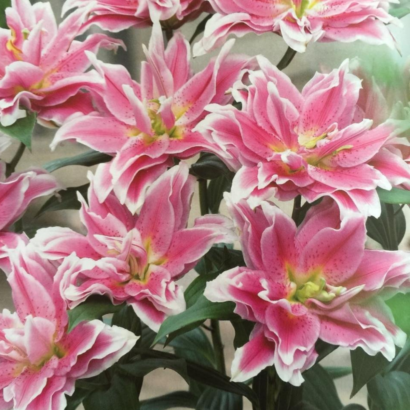 Лилия Роузлили Наталия (Roselily Natalia) купить Саженцы в Новосибирске.