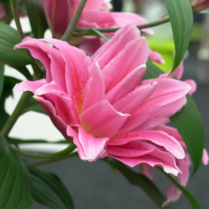 Лилия Роузлили Наталия<br> (Roselily Natalia)
