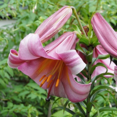 Лилия Пинк Перфекшн <br>(Lilium Pink Perfection)