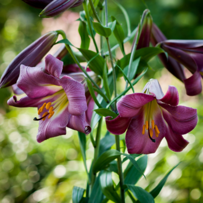 Лилия Пинк Перфекшн <br>(Lilium Pink Perfection)