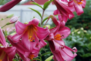 Лилия Пинк Перфекшн (Lilium Pink Perfection) купить Саженцы в Новосибирске.