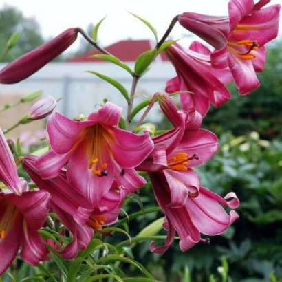 Лилия Пинк Перфекшн (Lilium Pink Perfection) купить Саженцы в Новосибирске.