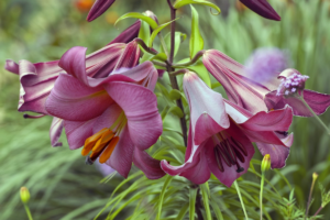 Лилия Пинк Перфекшн <br>(Lilium Pink Perfection)