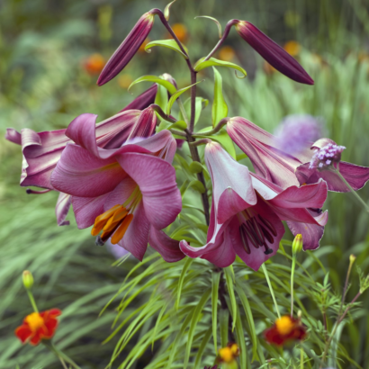 Лилия Пинк Перфекшн <br>(Lilium Pink Perfection)