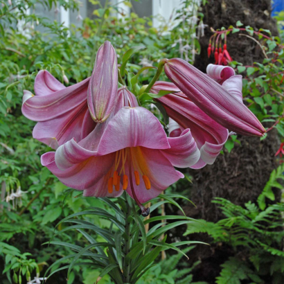 Лилия Пинк Перфекшн <br>(Lilium Pink Perfection)