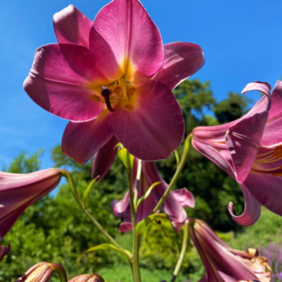 Лилия Пинк Перфекшн <br>(Lilium Pink Perfection)