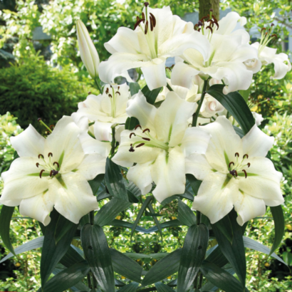 Лилия Претти Вумэн <br>(Lilium Pretty Woman)