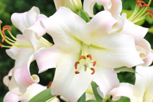 Лилия Претти Вумэн (Lilium Pretty Woman) купить Саженцы в Новосибирске.