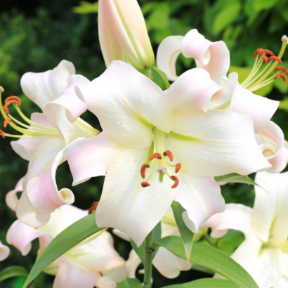 Лилия Претти Вумэн (Lilium Pretty Woman) купить Саженцы в Новосибирске.