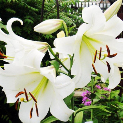 Лилия Претти Вумэн <br>(Lilium Pretty Woman)