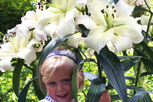 Лилия Претти Вумэн <br>(Lilium Pretty Woman)