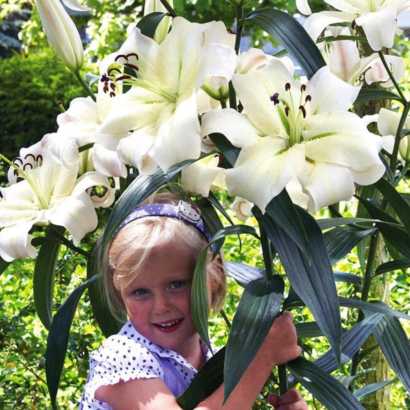 Лилия Претти Вумэн <br>(Lilium Pretty Woman)