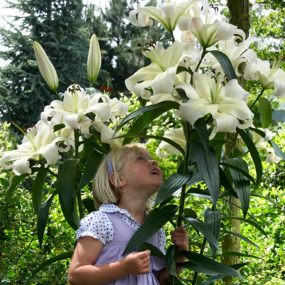 Лилия Претти Вумэн <br>(Lilium Pretty Woman)
