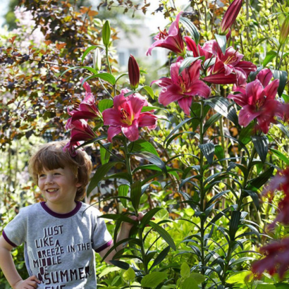 Лилия Пурпл принц <br>(Lilium Purple Prince)