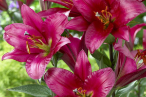 Лилия Пурпл принц (Lilium Purple Prince) купить Саженцы в Новосибирске.