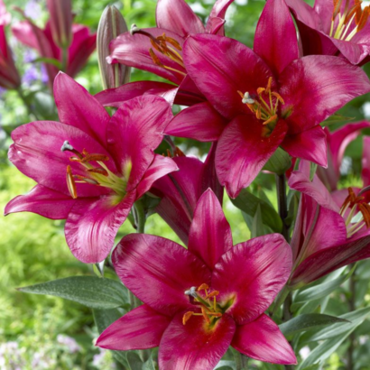 Лилия Пурпл принц (Lilium Purple Prince) купить Саженцы в Новосибирске.