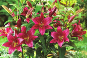 Лилия Пурпл принц <br>(Lilium Purple Prince)