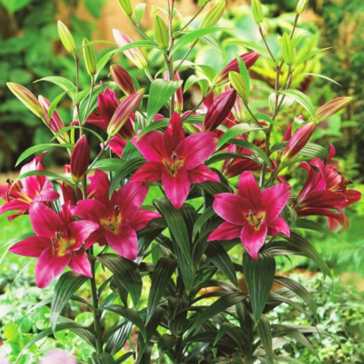 Лилия Пурпл принц <br>(Lilium Purple Prince)