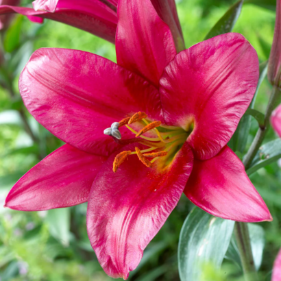 Лилия Пурпл принц <br>(Lilium Purple Prince)