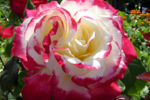 Роза двойное удовольствие (Rose Double Delight) купить саженцы в Новосибирске.