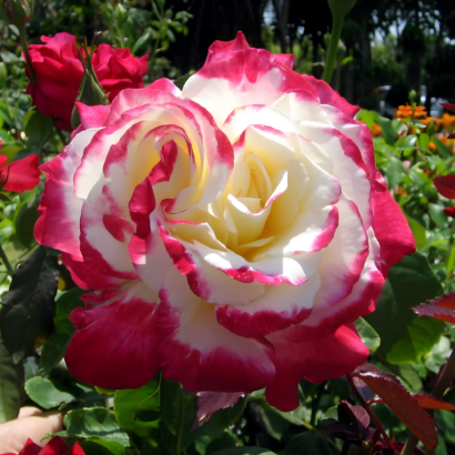 Роза двойное удовольствие (Rose Double Delight) купить саженцы в Новосибирске.