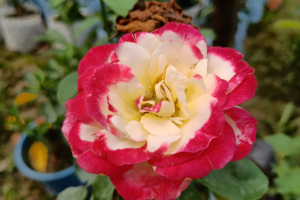 Роза двойное удовольствие (Rose Double Delight) купить саженцы в Новосибирске.
