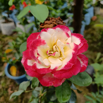 Роза двойное удовольствие (Rose Double Delight) купить саженцы в Новосибирске.