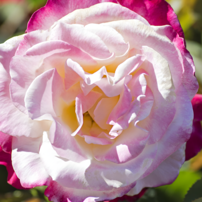 Роза двойное удовольствие (Rose Double Delight) купить саженцы в Новосибирске.