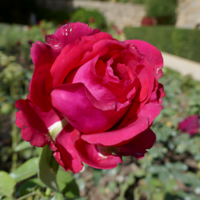 Роза 4х ветров (Rose des 4 Vents) купить саженцы в Новосибирске.