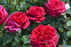 Роза 4х ветров (Rose des 4 Vents) купить саженцы в Новосибирске.