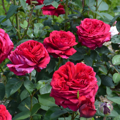 Роза 4х ветров (Rose des 4 Vents) купить саженцы в Новосибирске.