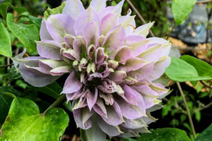 Саженцы Клематис Руриокоши (Clematis Ruriokoshi) Купить в Новосибирске.