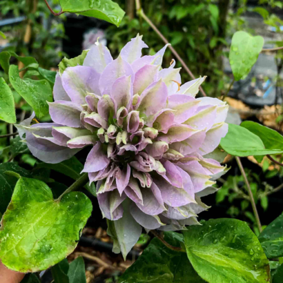 Саженцы Клематис Руриокоши (Clematis Ruriokoshi) Купить в Новосибирске.