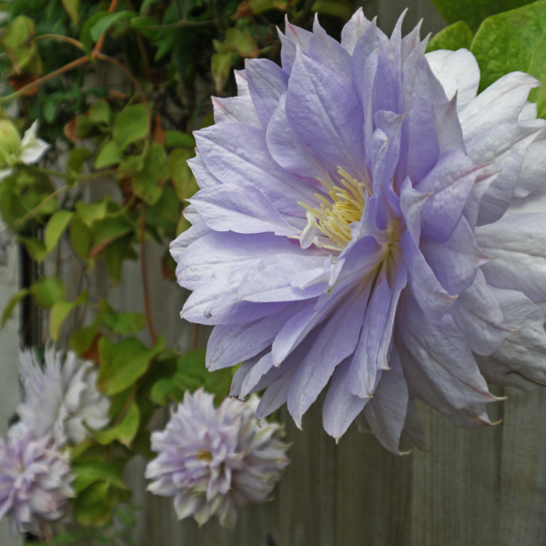 Клематис Руриокоши (Clematis Ruriokoshi)