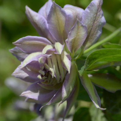 Клематис Руриокоши (Clematis Ruriokoshi)