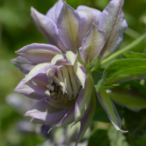Клематис Руриокоши (Clematis Ruriokoshi)